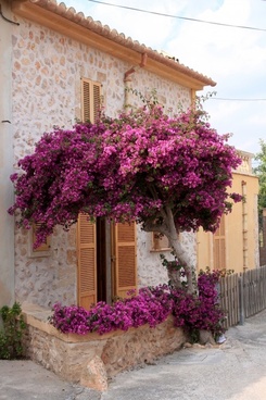 mallorca_tree_nature_216451